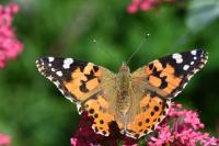 Vanessa cardui