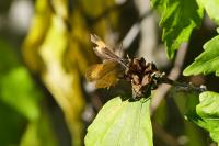 Thecla betulae