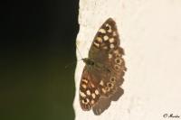 Pararge aegeria