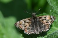 Carcharodus alceae