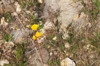 Colias crocea