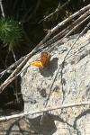 Lycaena phlaeas