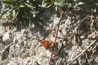 Lycaena phlaeas