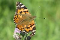 Vanessa cardui