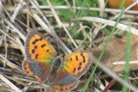 Lycaena phlaeas