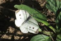 Pieris rapae