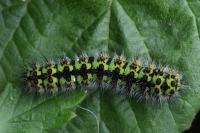 Saturnia pavonia