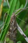 Nomophila noctuella
