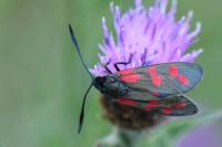 Zygaena filipendulae