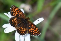 Melitaea athalia