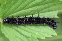 Aglais io