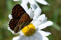 Melitaea athalia