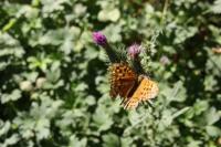 Argynnis paphia