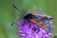 Zygaena filipendulae
