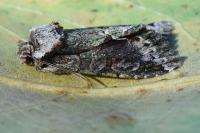 Allophyes oxyacanthae