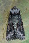 Allophyes oxyacanthae