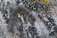 Odonestis pruni