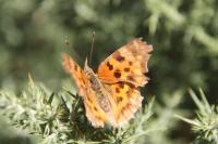 Polygonia c-album