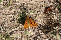 Issoria lathonia