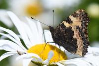 Aglais urticae