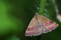 Phytometra viridaria