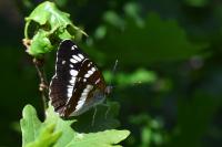 Limenitis camilla
