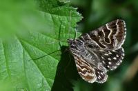 Euclidia mi