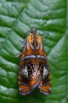 Olethreutes arcuella