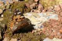 Vanessa cardui