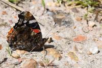 Vanessa atalanta