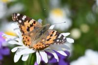Vanessa cardui