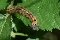 Malacosoma neustria