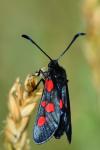 Zygaena trifolii