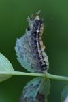 Lymantria dispar