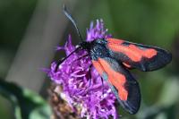 Zygaena trifolii