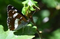 Limenitis camilla