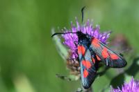 Zygaena trifolii