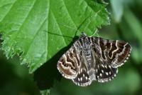 Euclidia mi