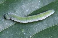 Anthocharis cardamines
