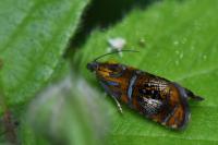 Olethreutes arcuella