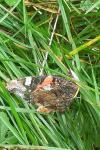 Vanessa atalanta