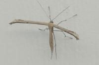 Emmelina monodactyla