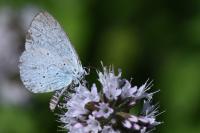 Celastrina argiolus