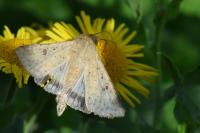 Helicoverpa armigera