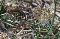Polyommatus icarus