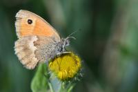 Coenonympha pamphilus