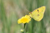 Colias crocea