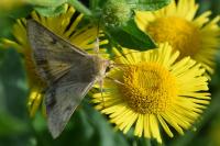 Helicoverpa armigera