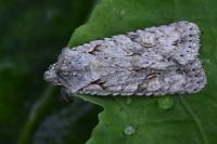 Lithophane ornitopus
