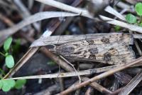 Nomophila noctuella